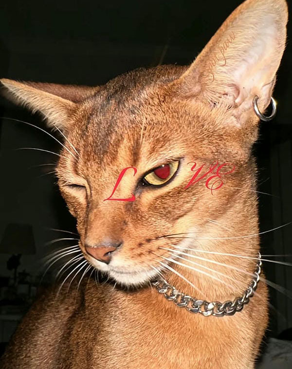 avatar mèo ngầu 6