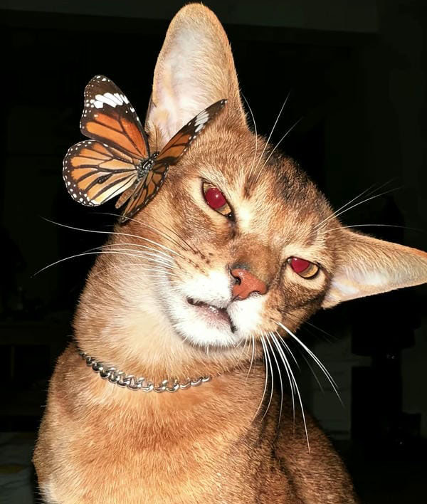 avatar mèo ngầu 9