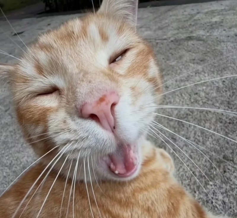 avatar mèo vô tri 19