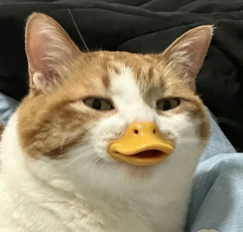 avatar mèo vô tri 25