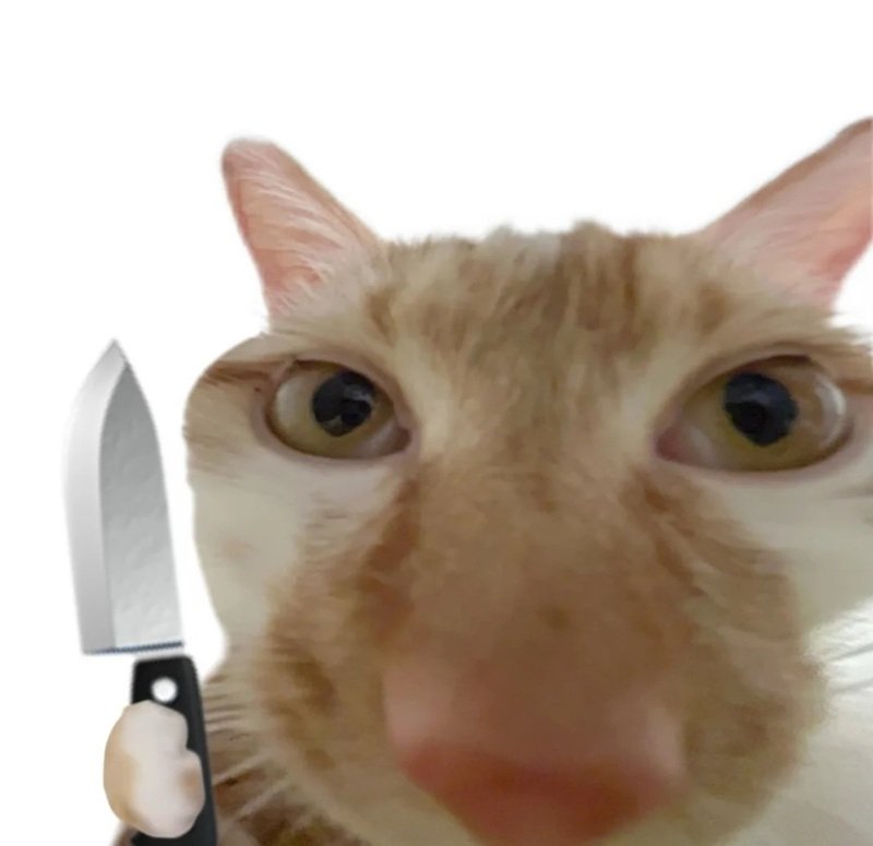 avatar mèo vô tri 5