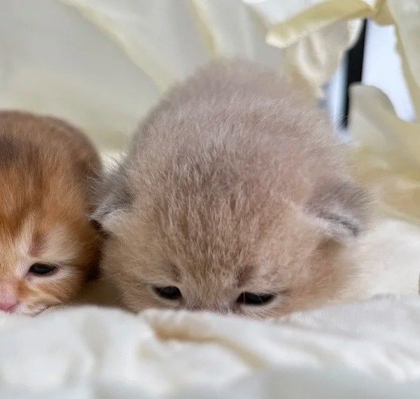avatar nhóm 3 người cute 30