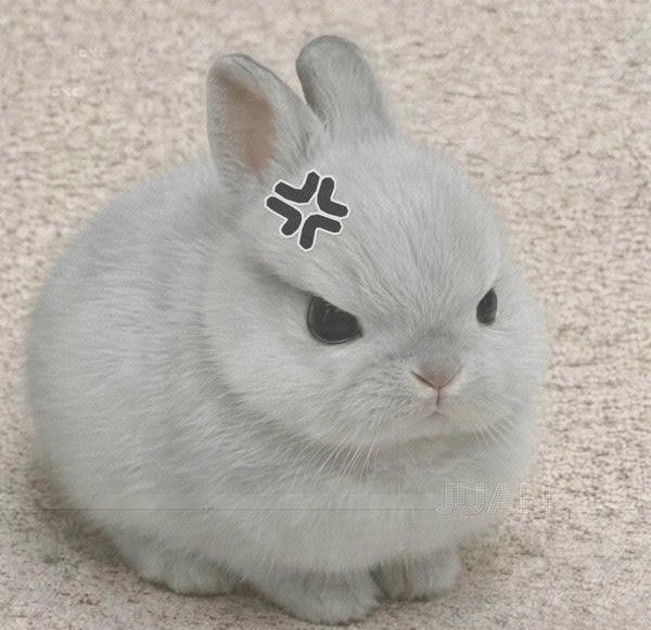 avatar thỏ cute 22