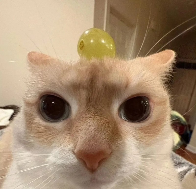 avatar tiktok vô tri 1