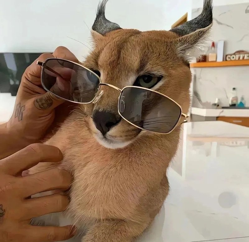 avatar tiktok vô tri 13