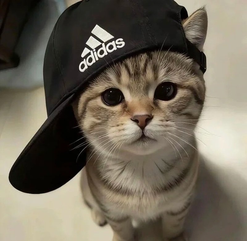 avatar tiktok vô tri 24