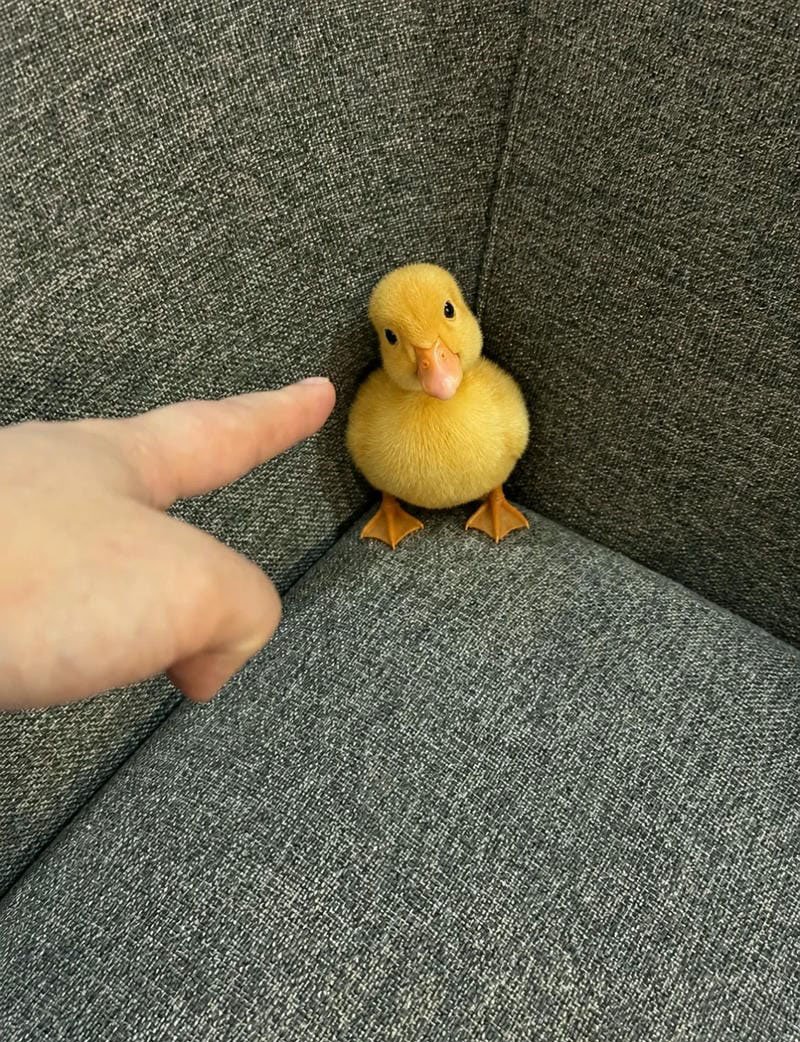 avatar vịt cute 19