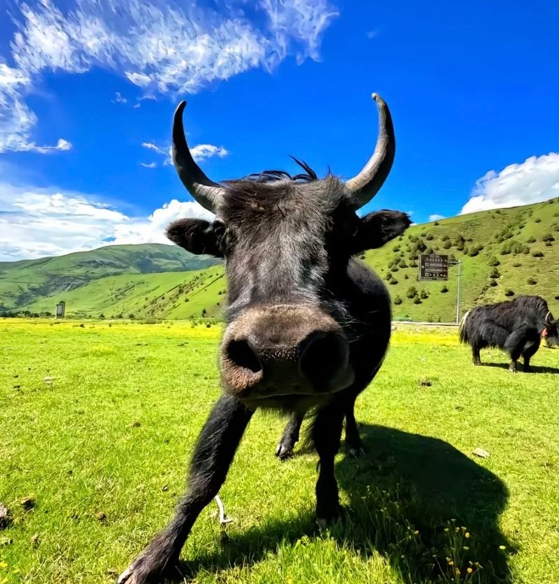 avatar vô tri hài hước 1