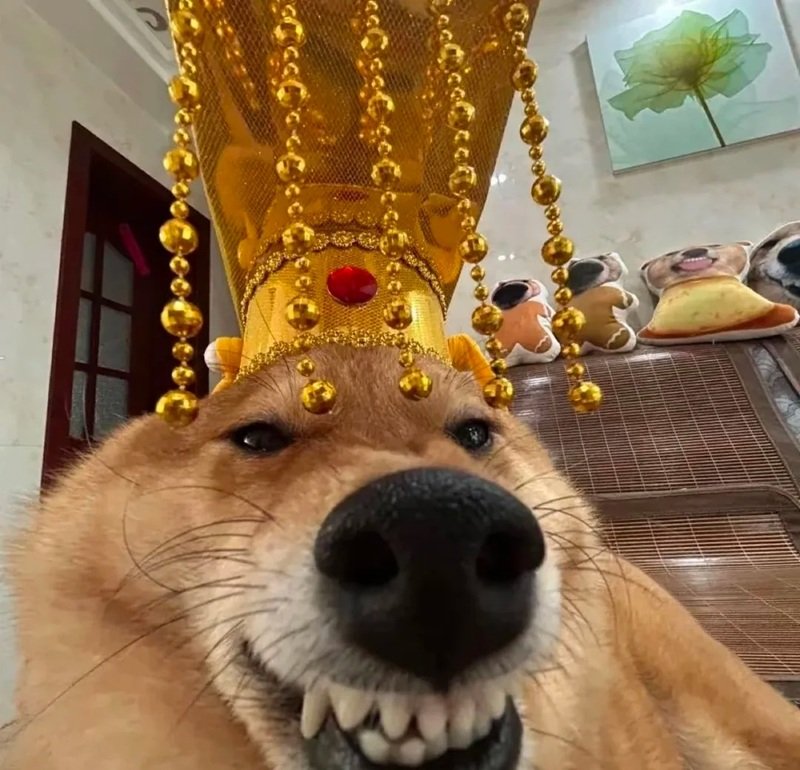 avatar vô tri hài hước 18