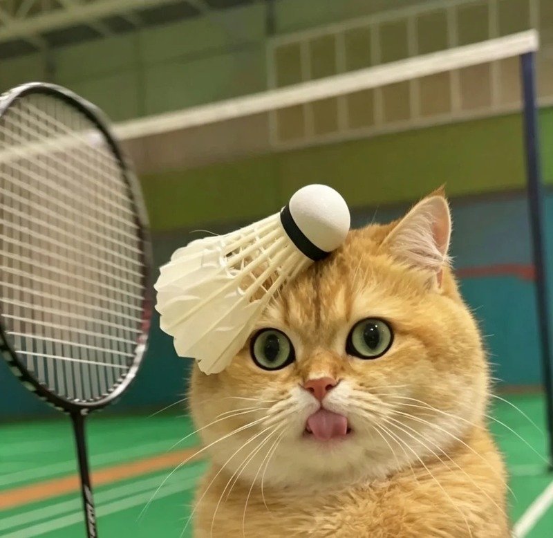 avatar cầu lông cute 11