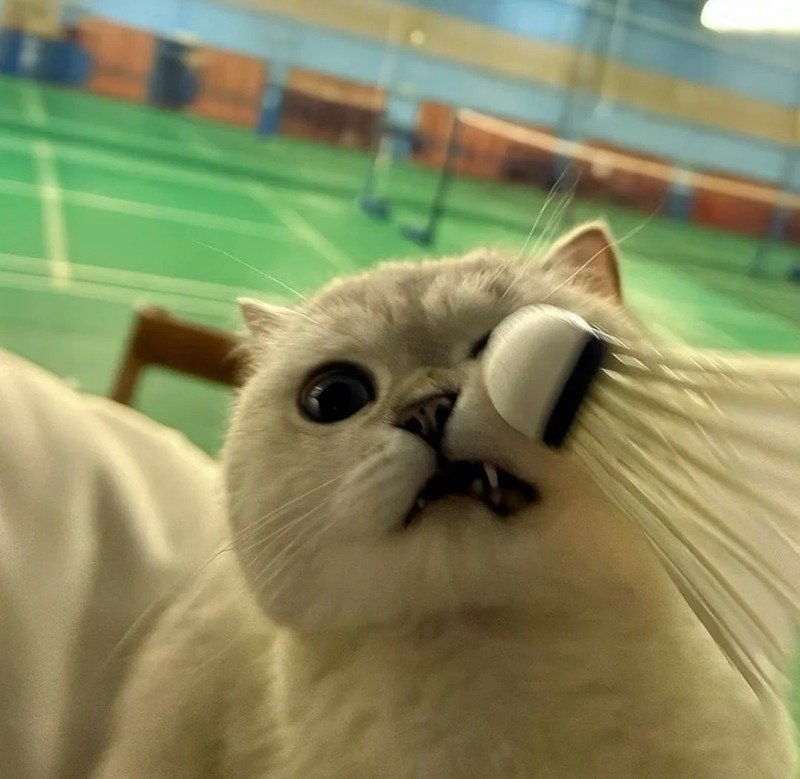 avatar cầu lông cute 4
