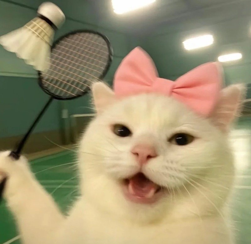avatar cầu lông cute 7
