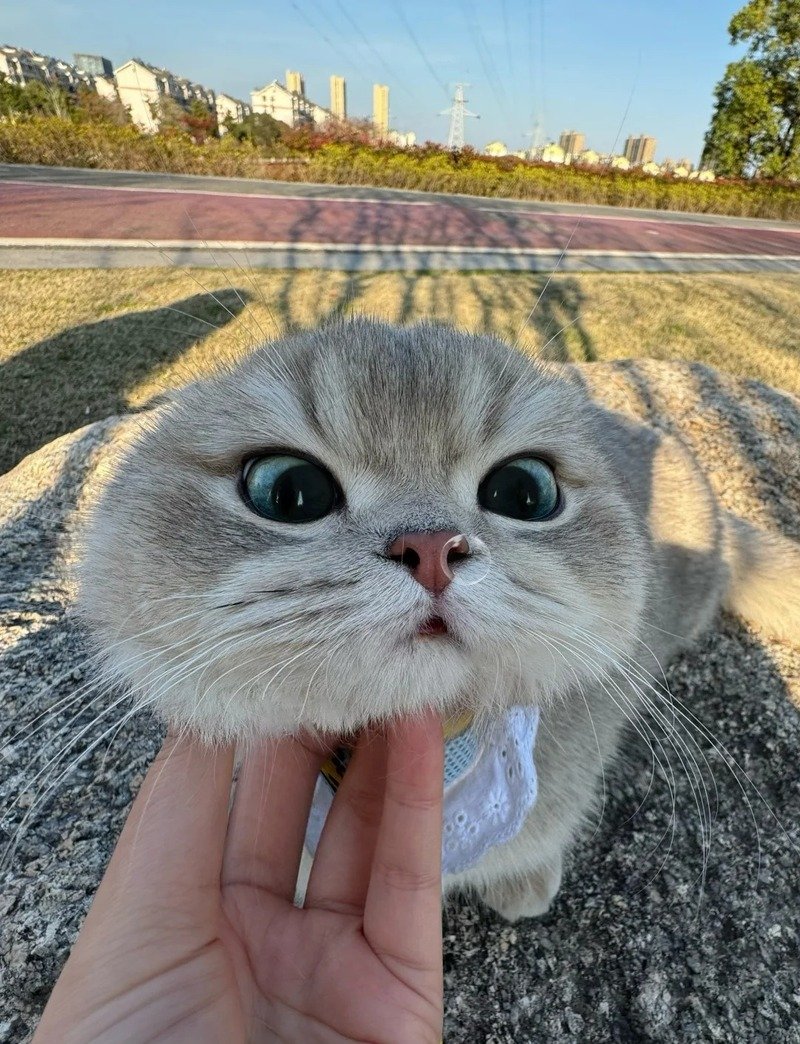 avatar con vật cute 11