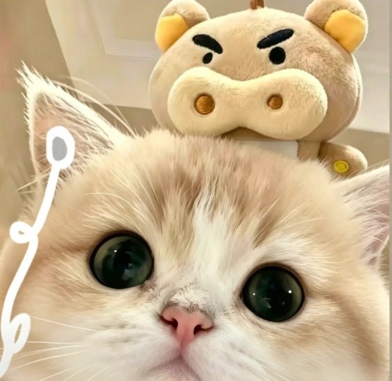 avatar con vật cute 17