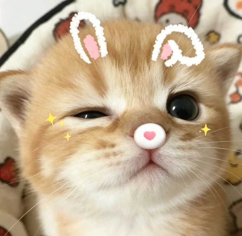 avatar con vật cute 23