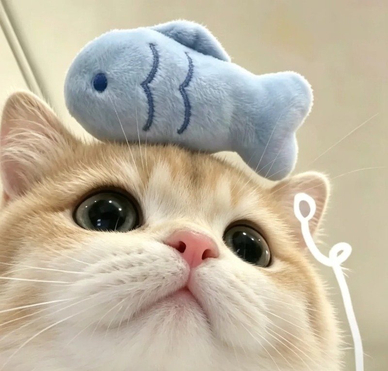 avatar con vật cute 26