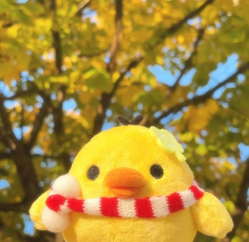 avatar gà cute 14