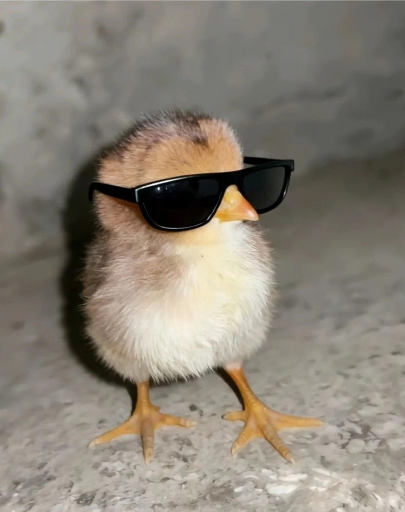 avatar gà cute 22