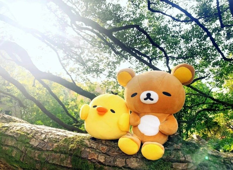 avatar gà cute 5