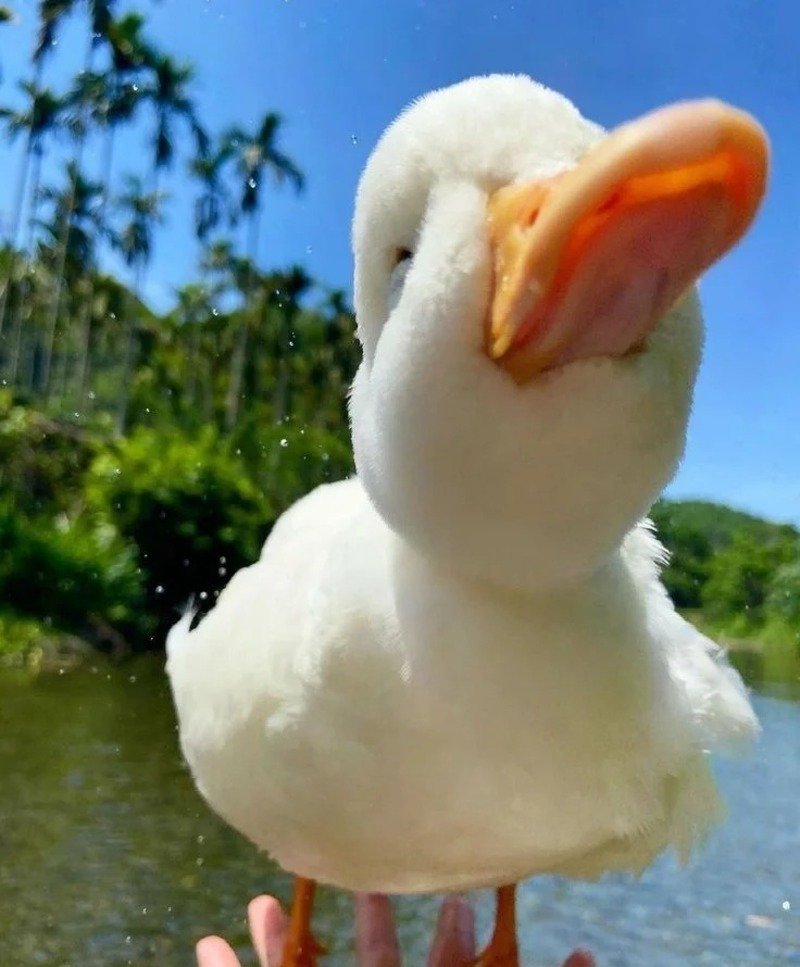 avatar vịt trắng cute 23