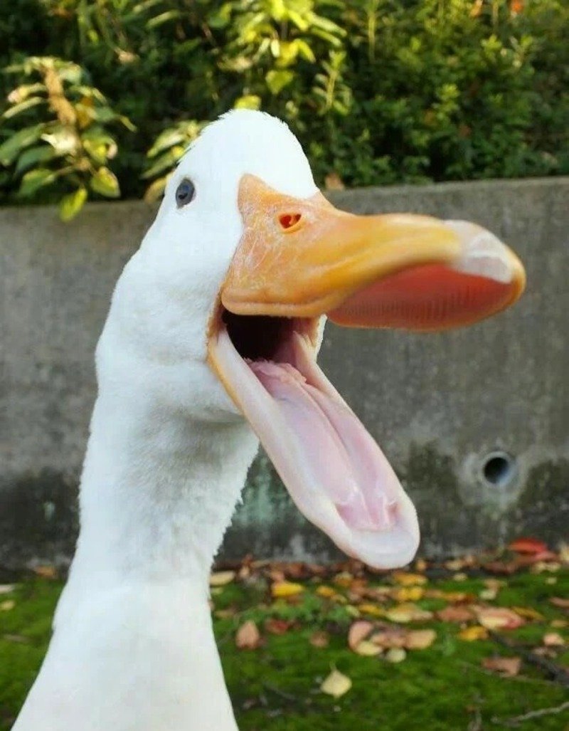 avatar vịt trắng cute 6
